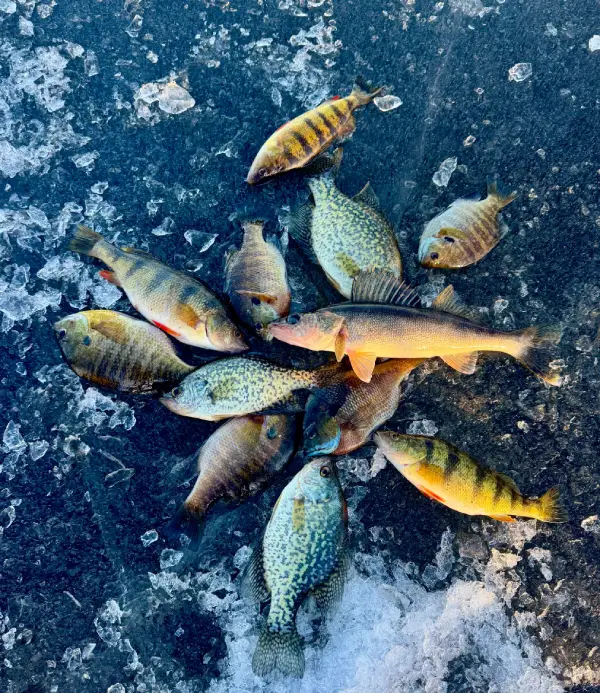 fishing
