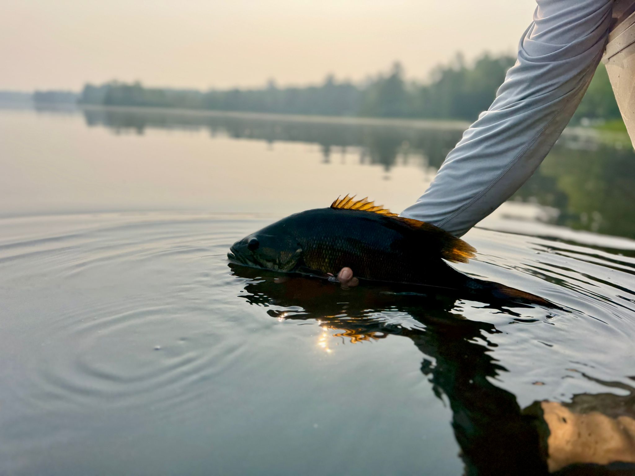 yH5BAEAAAAALAAAAAABAAEAAAIBRAA7