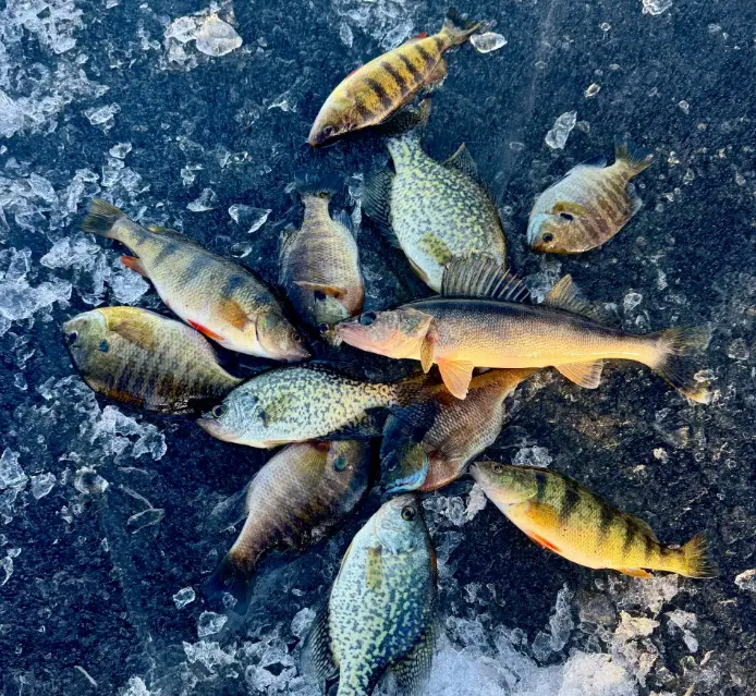 yH5BAEAAAAALAAAAAABAAEAAAIBRAA7